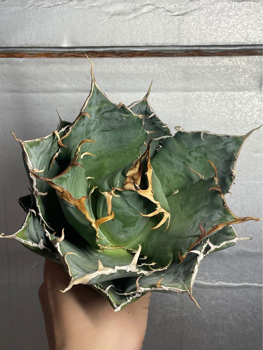 多肉植物　【特選】　アガベ　agave titanota チタノタ『白鯨』　3_画像3