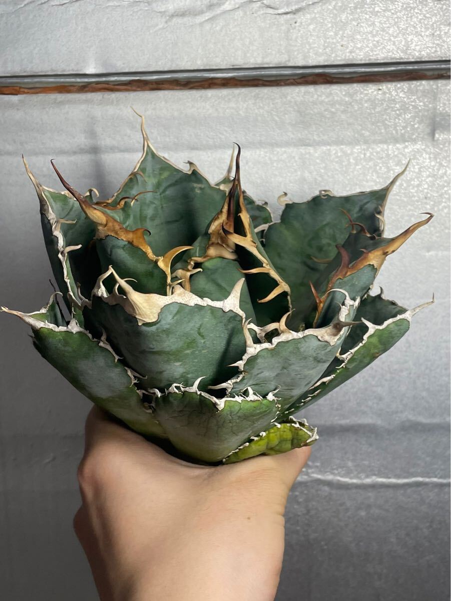 多肉植物　【特選】　アガベ　agave titanota チタノタ『白鯨』　3_画像2