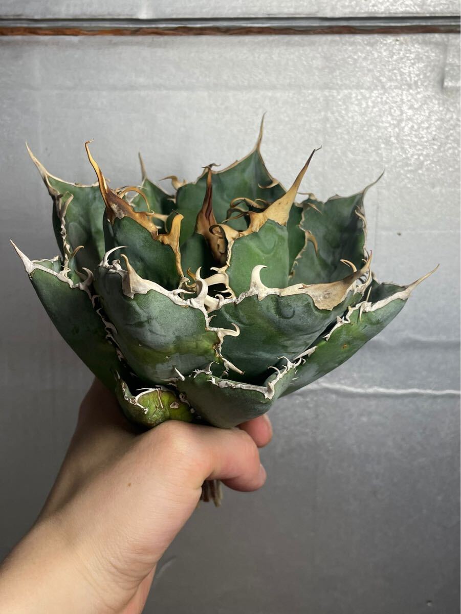 多肉植物　【特選】　アガベ　agave titanota チタノタ『白鯨』　5_画像4