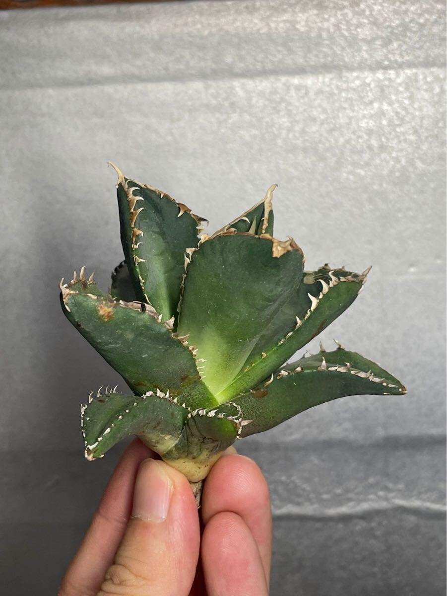 多肉植物　【特選】　アガベ　agave titanota チタノタ『狼人』　5_画像3