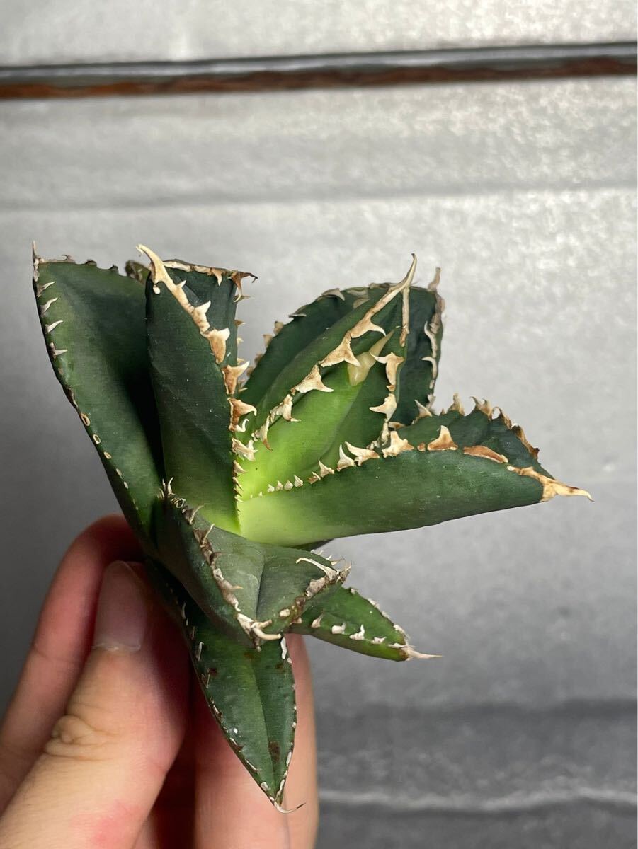 多肉植物　【特選】　アガベ　agave titanota チタノタ『狼人』　5_画像7