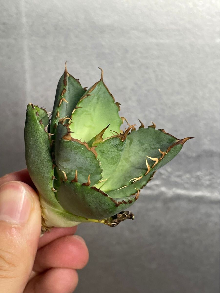 succulent plant agave chitano tough .li Gree a little over . finest quality stock . leaf . finger 4