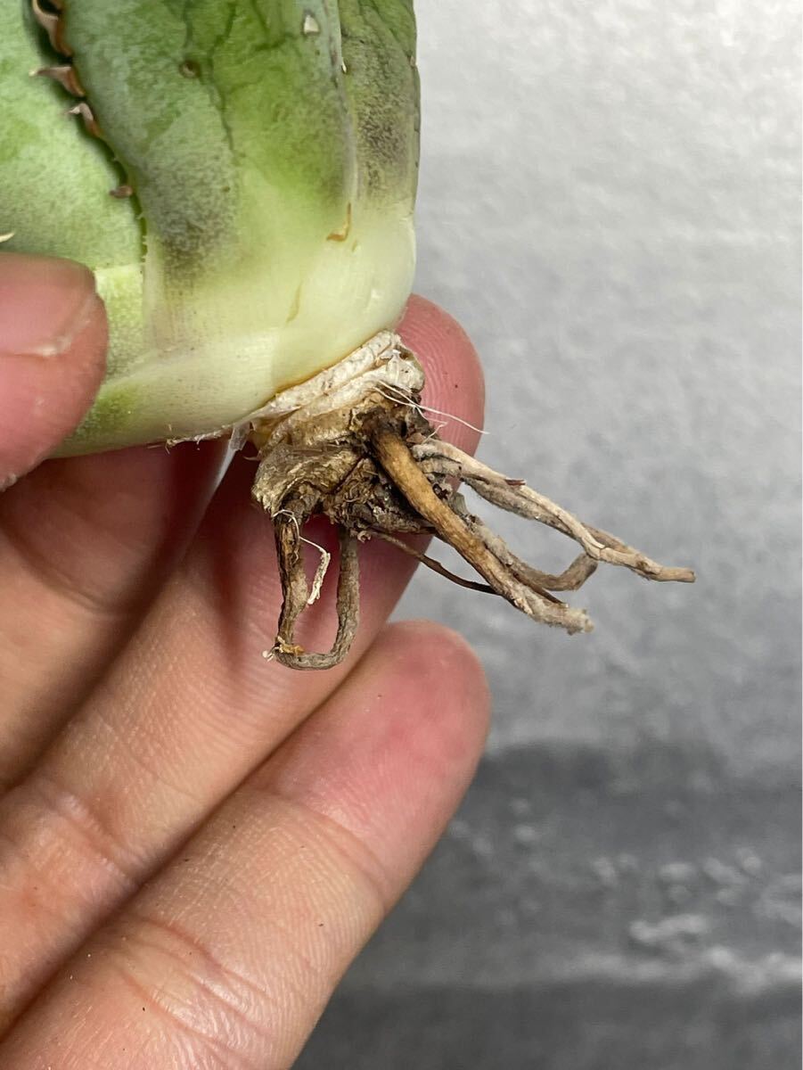 多肉植物 アガベチタノタ フィリグリー 強棘 極上株 圓葉拇指 5の画像8