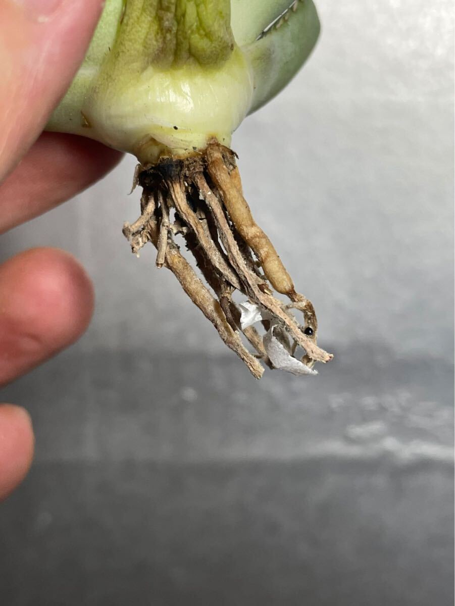 多肉植物 アガベチタノタ フィリグリー 強棘 極上株　圓葉拇指 8_画像8
