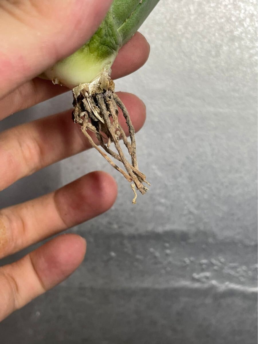 多肉植物 アガベチタノタ フィリグリー 強棘 極上株　圓葉拇指 9_画像8