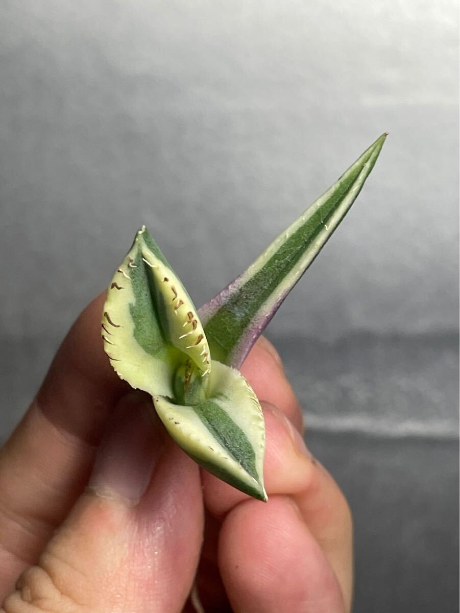 多肉植物 【特選】 アガベ agave titanota チタノタ『スナグルトゥース』 4の画像5