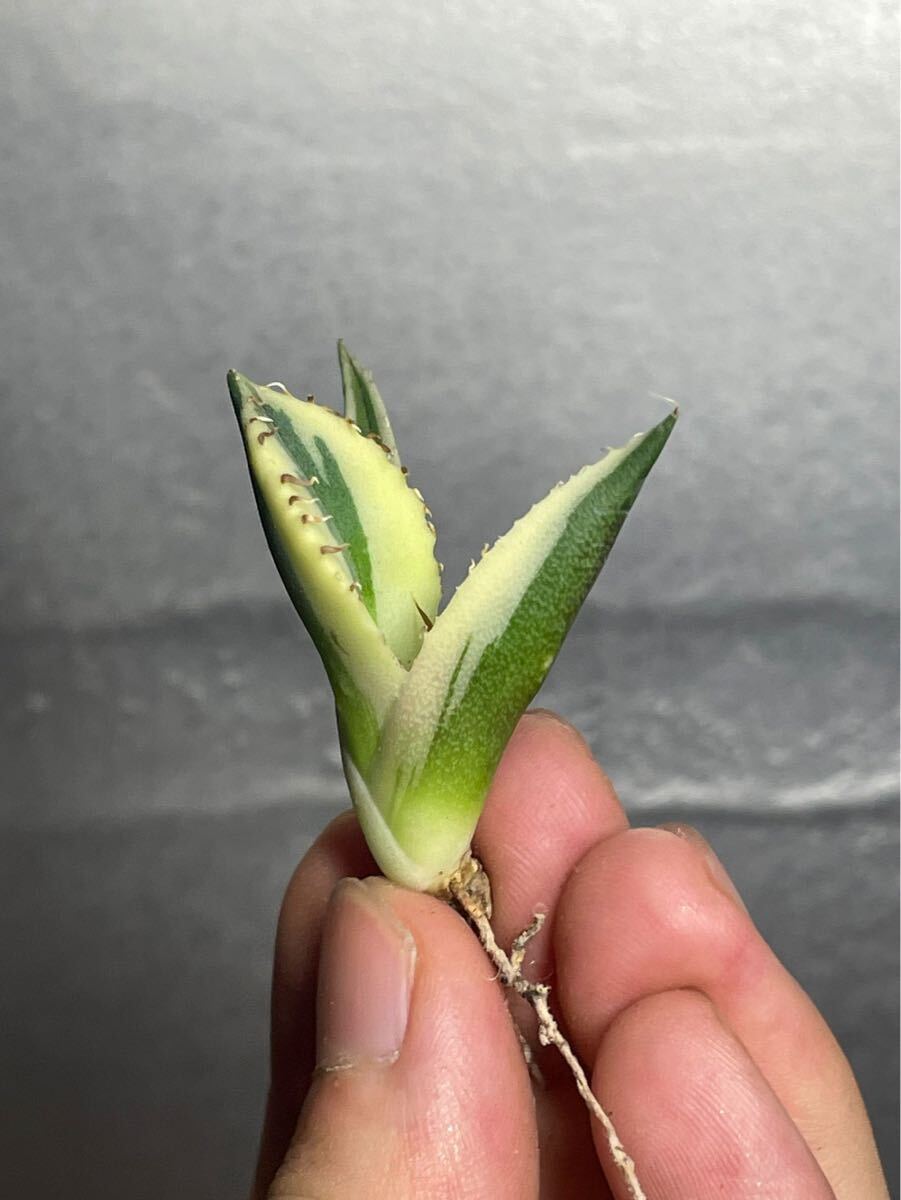 多肉植物　【特選】　アガベ　agave titanota チタノタ『スナグルトゥース』　4_画像2