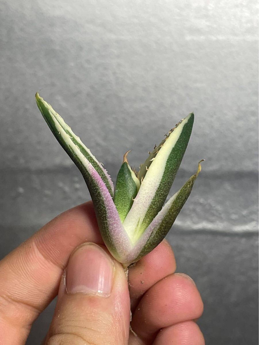 多肉植物　【特選】　アガベ　agave titanota チタノタ『スナグルトゥース』　5_画像1