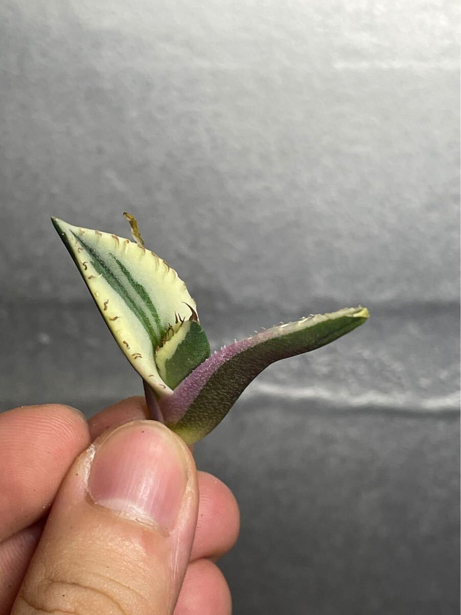 多肉植物　【特選】　アガベ　agave titanota チタノタ『スナグルトゥース』　5_画像4
