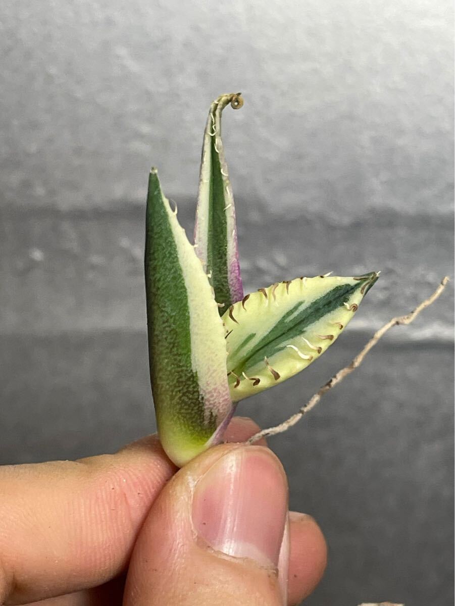 多肉植物　【特選】　アガベ　agave titanota チタノタ『スナグルトゥース』　6_画像2