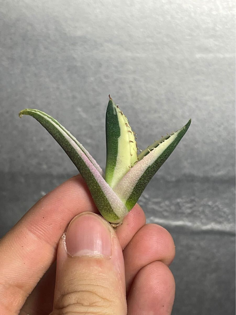  succulent plant [ special selection ] agave agave titanotachitanota[snagru toe s] 7