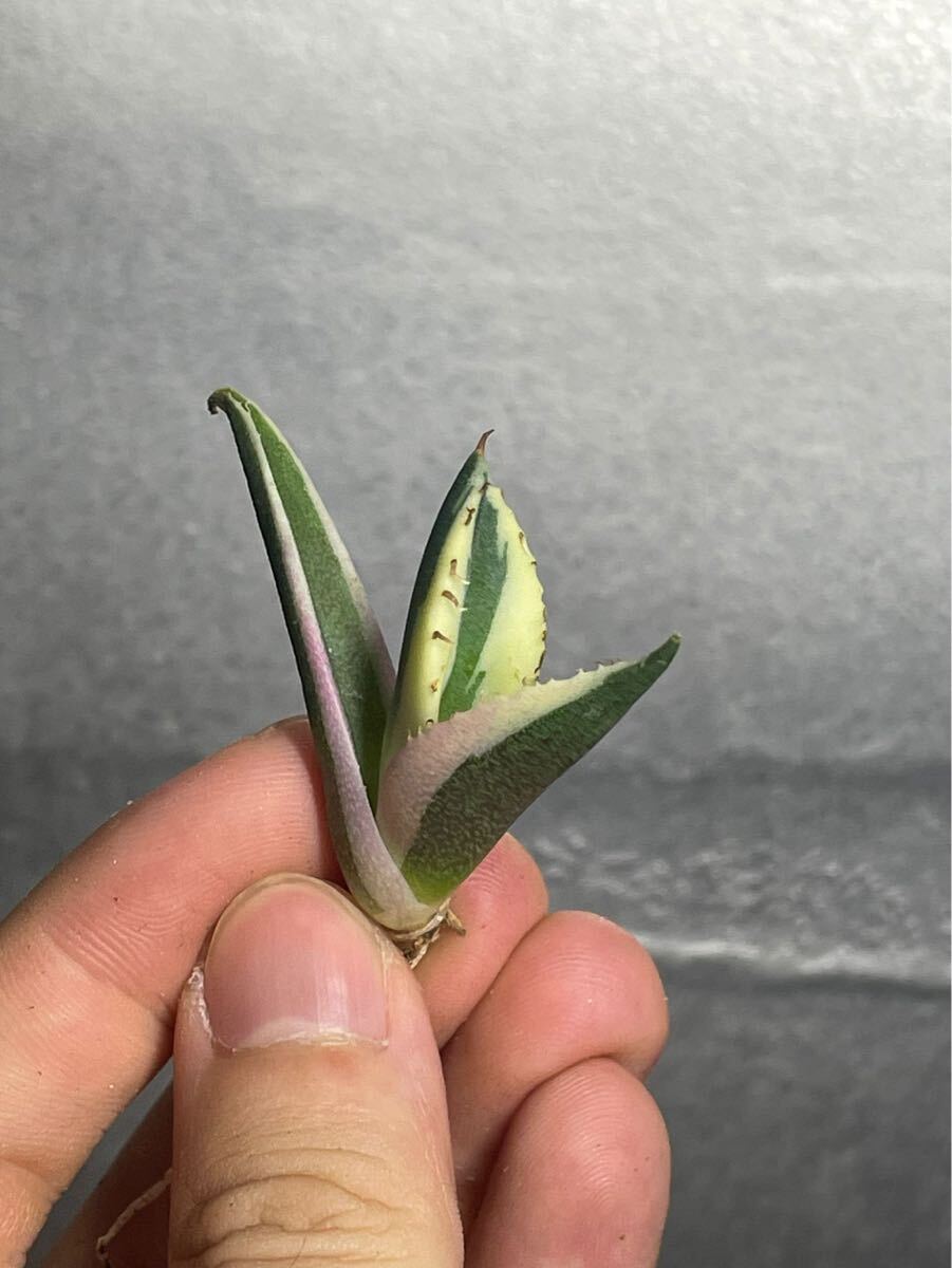  succulent plant [ special selection ] agave agave titanotachitanota[snagru toe s] 7
