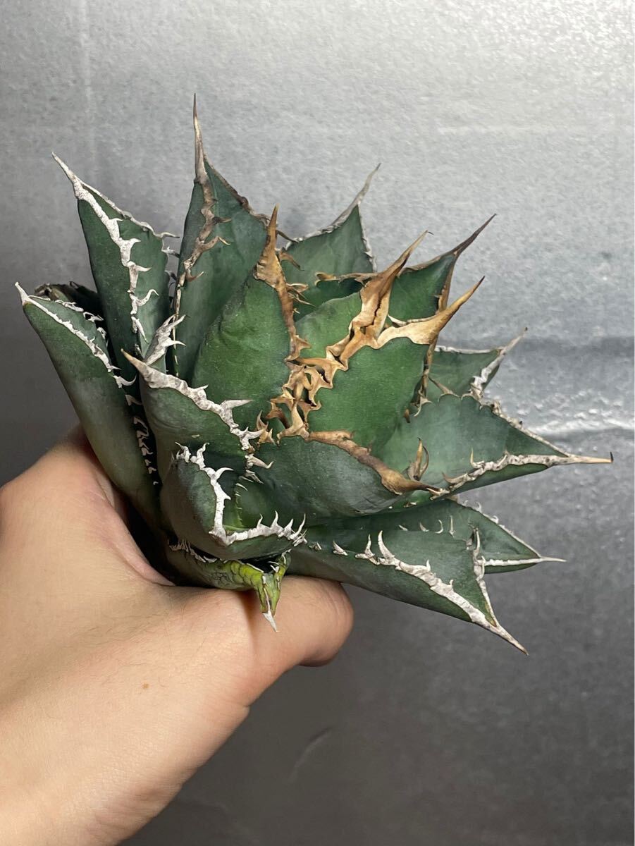 多肉植物 【特選】 アガベ agave titanota チタノタ『海王』 1の画像2