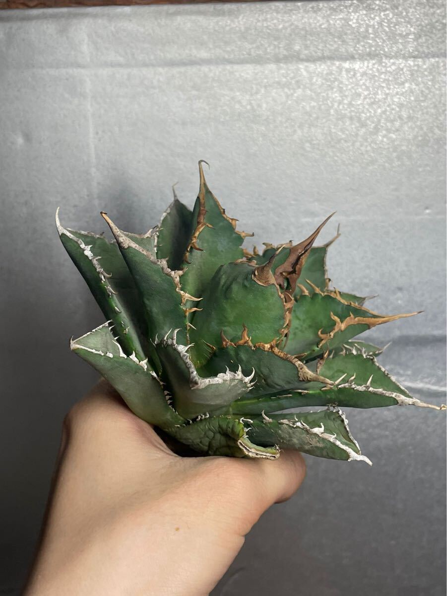 多肉植物 【特選】 アガベ agave titanota チタノタ『海王』 4の画像3