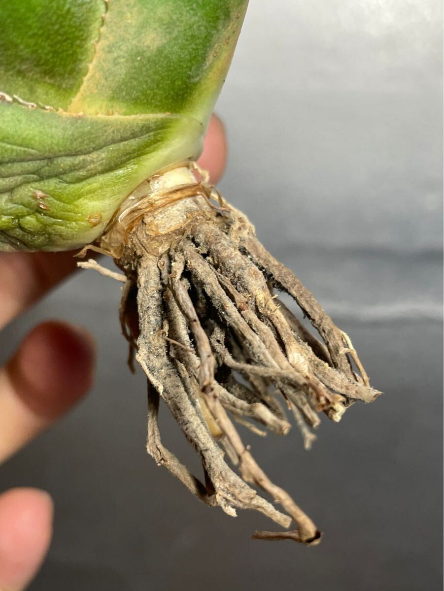 多肉植物　【特選】　アガベ　agave titanota チタノタ『海王』　5_画像8