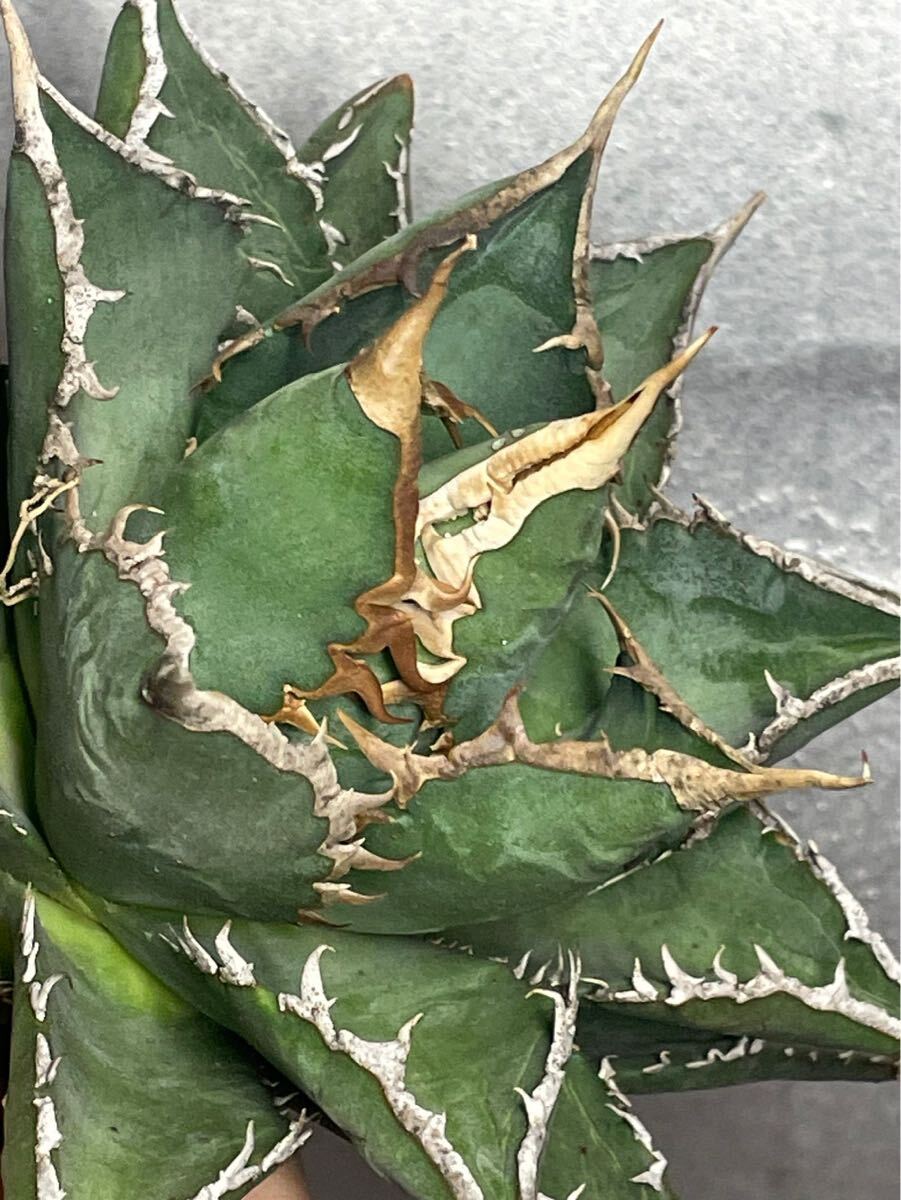  суккулентное растение [ специальный отбор ] агава agave titanotachitanota[ море .] 7