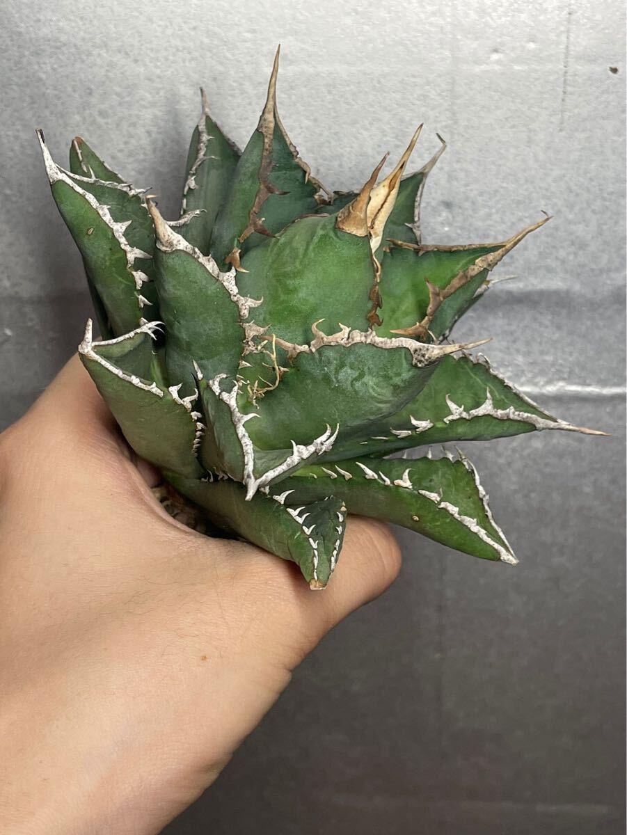 суккулентное растение [ специальный отбор ] агава agave titanotachitanota[ море .] 7