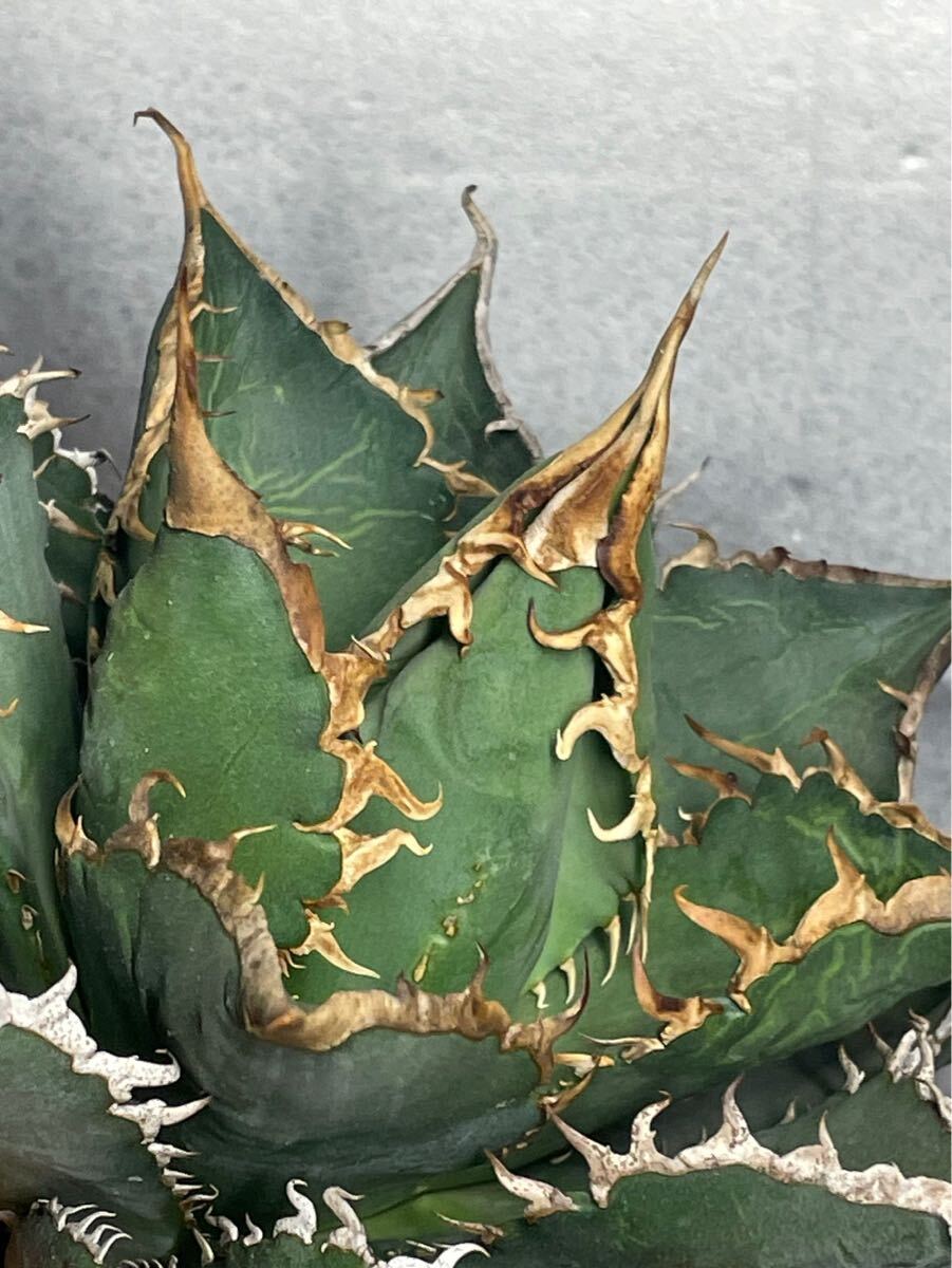 多肉植物　【特選】　アガベ　agave titanota チタノタ『海王』　11_画像8