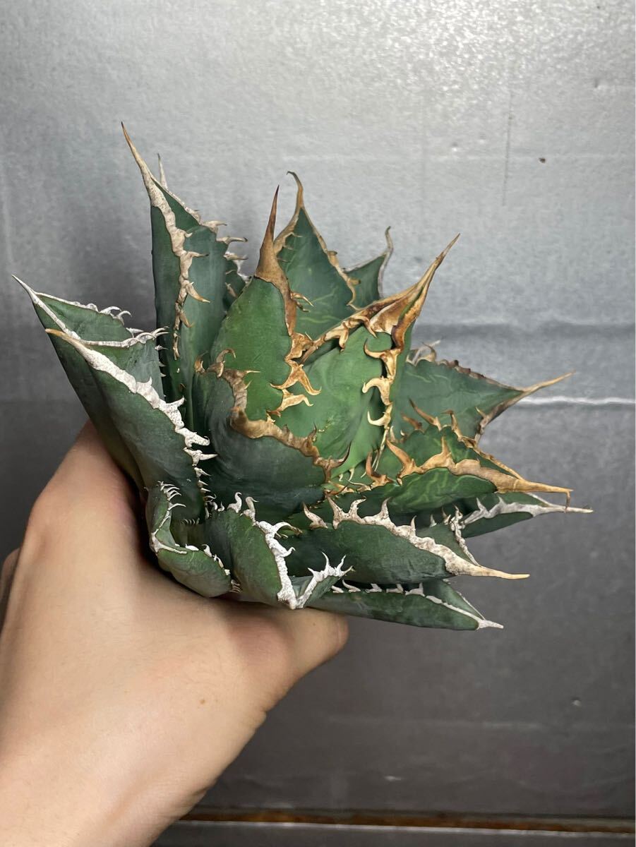 多肉植物　【特選】　アガベ　agave titanota チタノタ『海王』　11_画像1