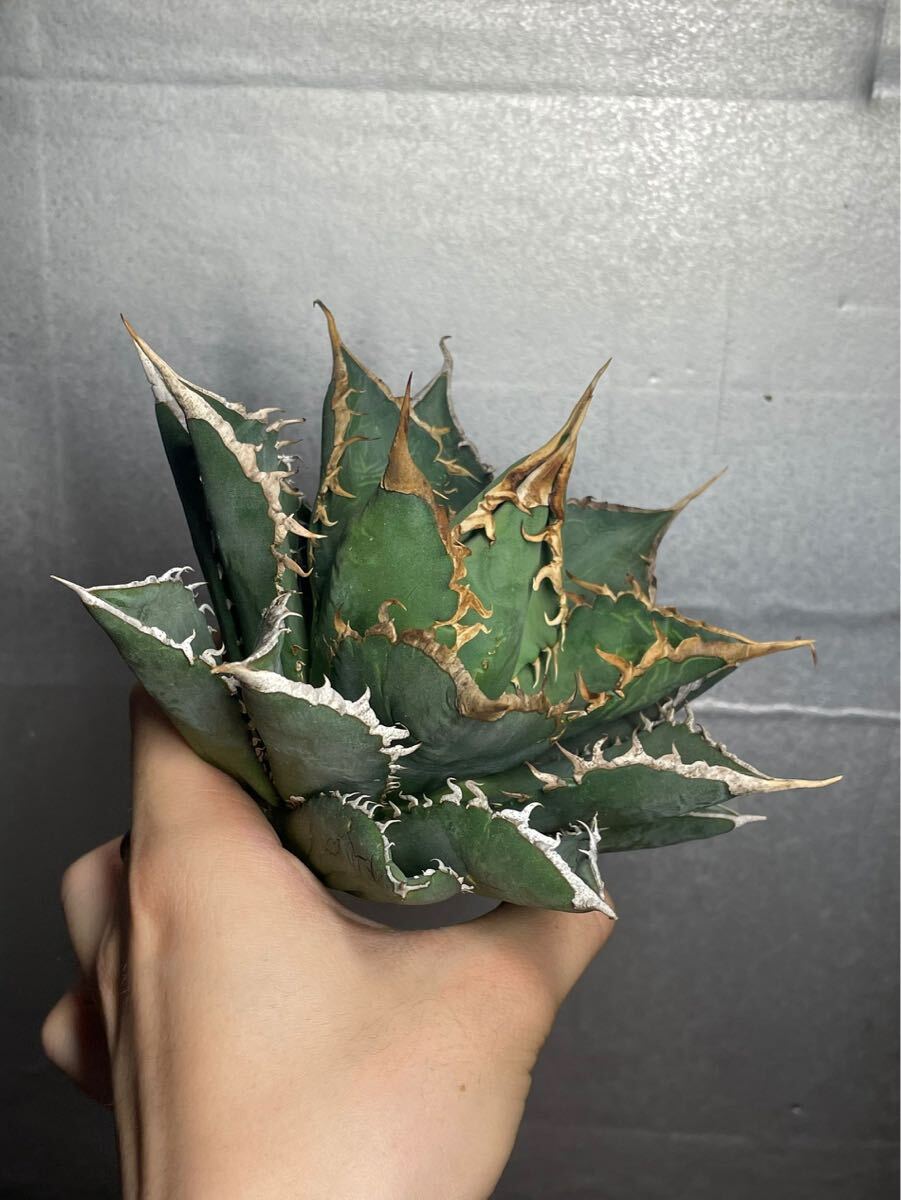 多肉植物　【特選】　アガベ　agave titanota チタノタ『海王』　11_画像9