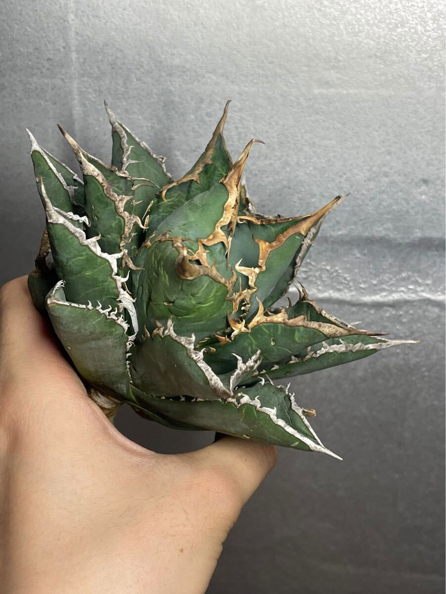 多肉植物 【特選】 アガベ agave titanota チタノタ『海王』 12の画像4