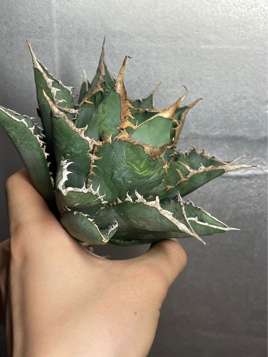 多肉植物 【特選】 アガベ agave titanota チタノタ『海王』 12の画像3