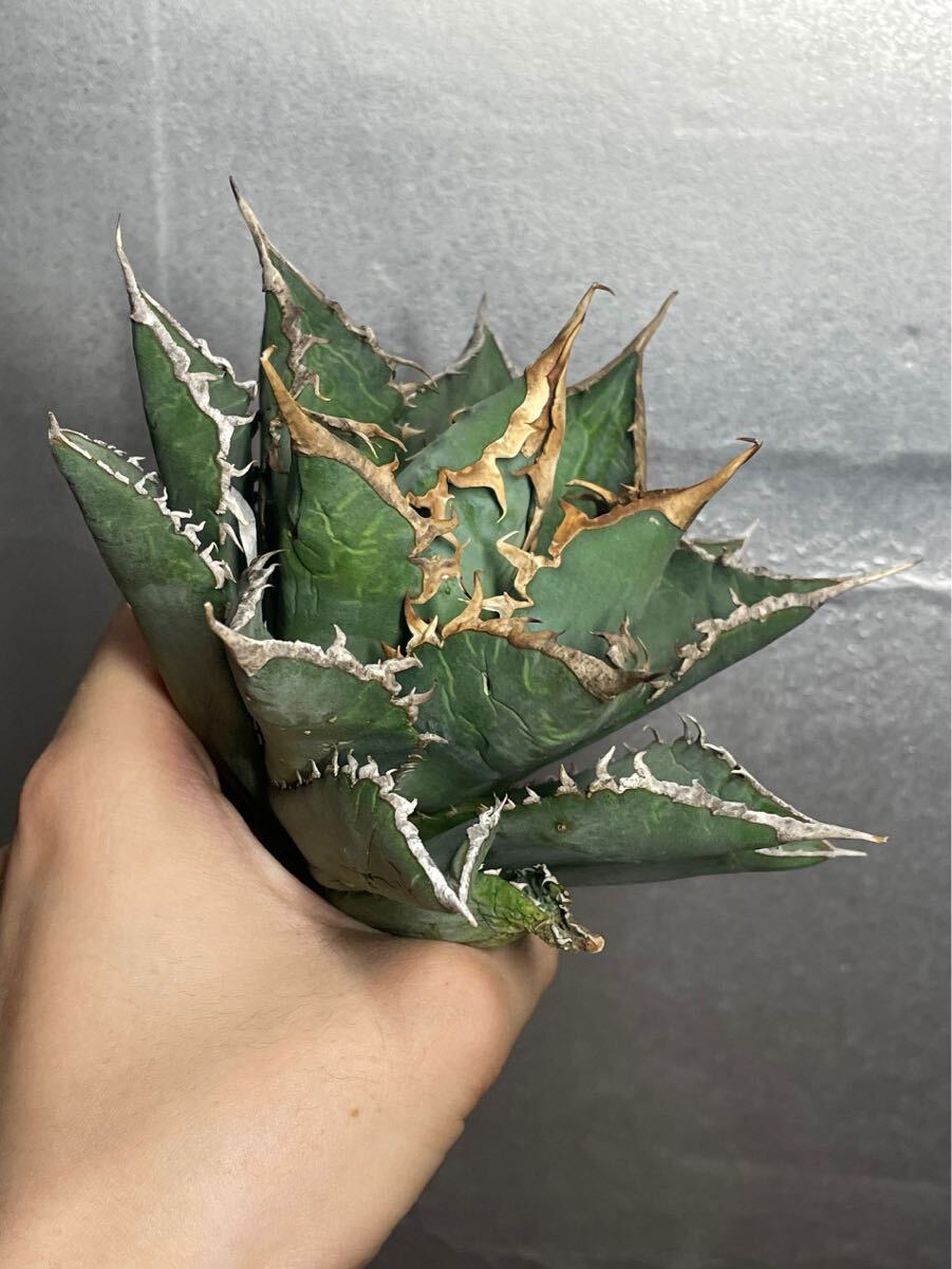 多肉植物 【特選】 アガベ agave titanota チタノタ『海王』 12の画像1