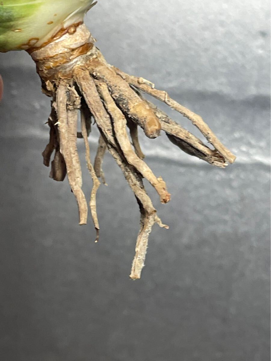 多肉植物　【特選】　アガベ　agave titanota チタノタ『海王』　12_画像8