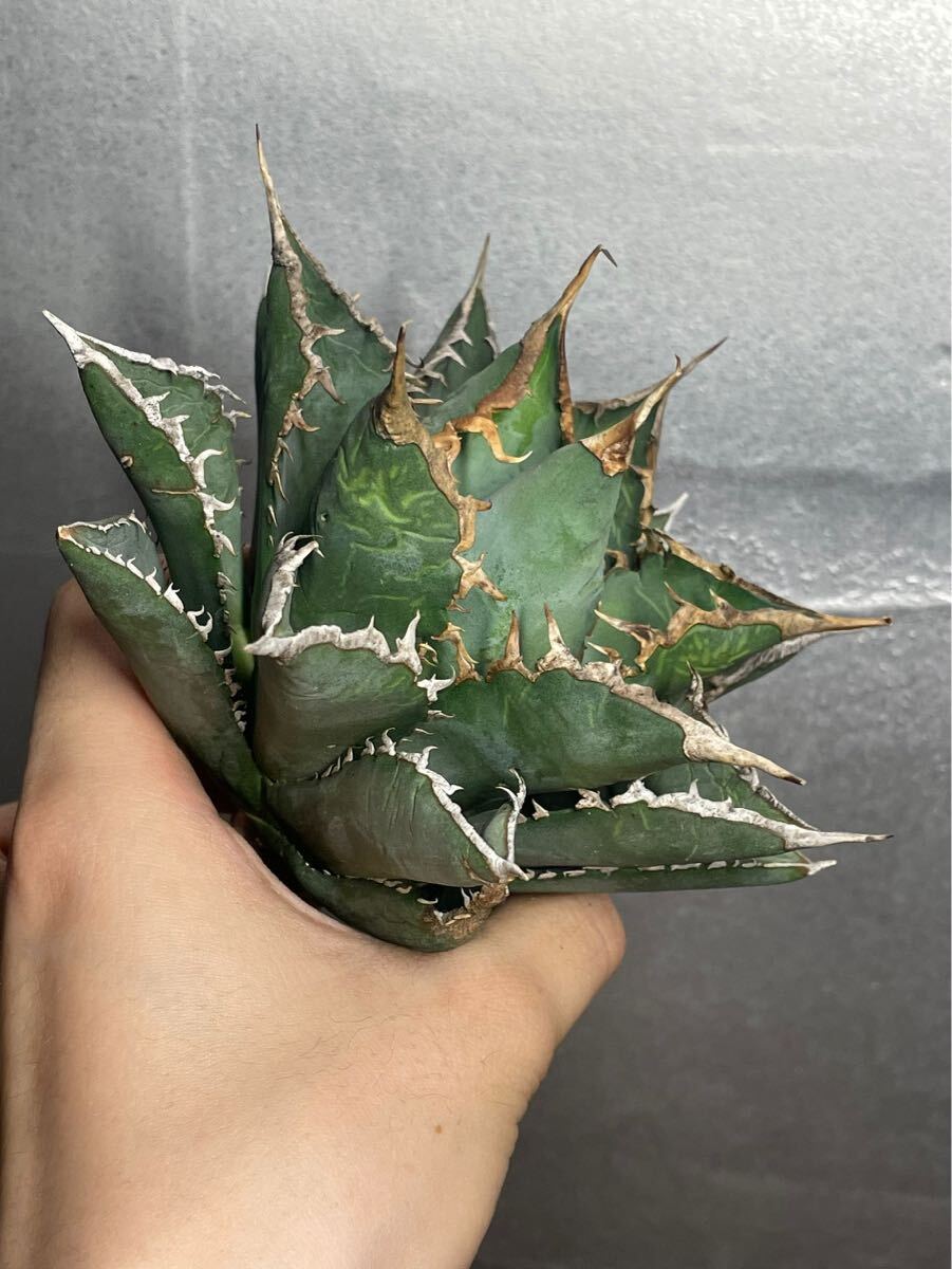 多肉植物 【特選】 アガベ agave titanota チタノタ『海王』 12の画像2