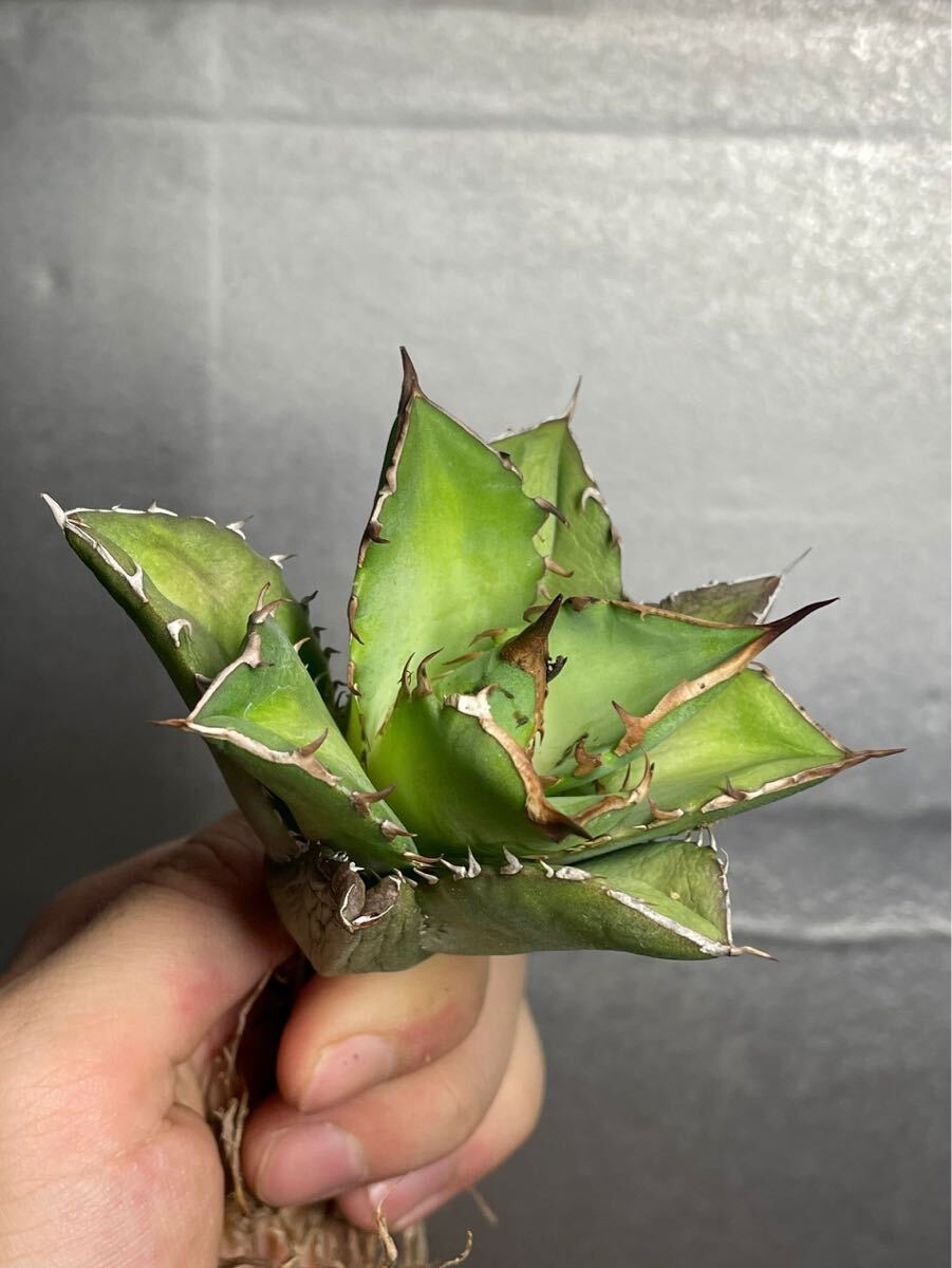 多肉植物　【特選】　アガベ　agave titanota チタノタ『宝珠』 2_画像5