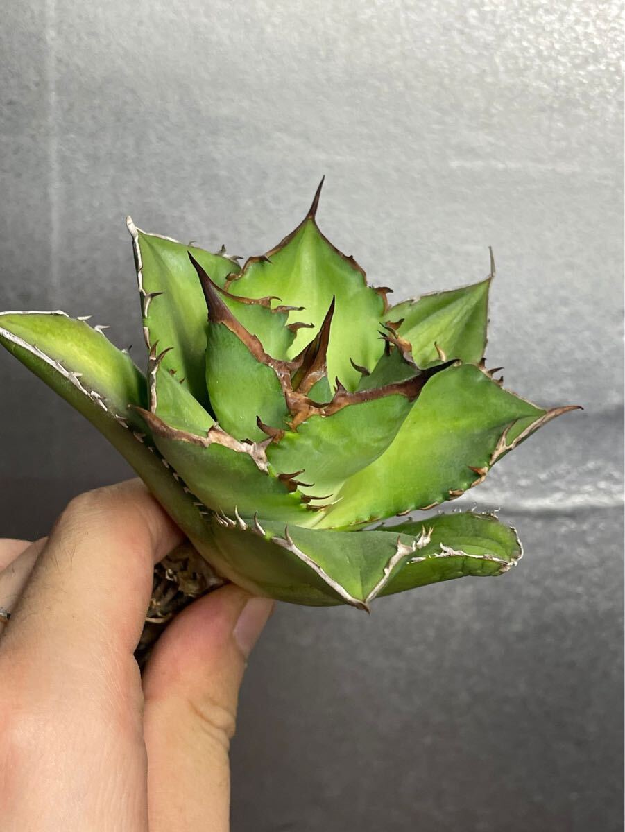多肉植物 【特選】 アガベ agave titanota チタノタ『宝珠』 3の画像1
