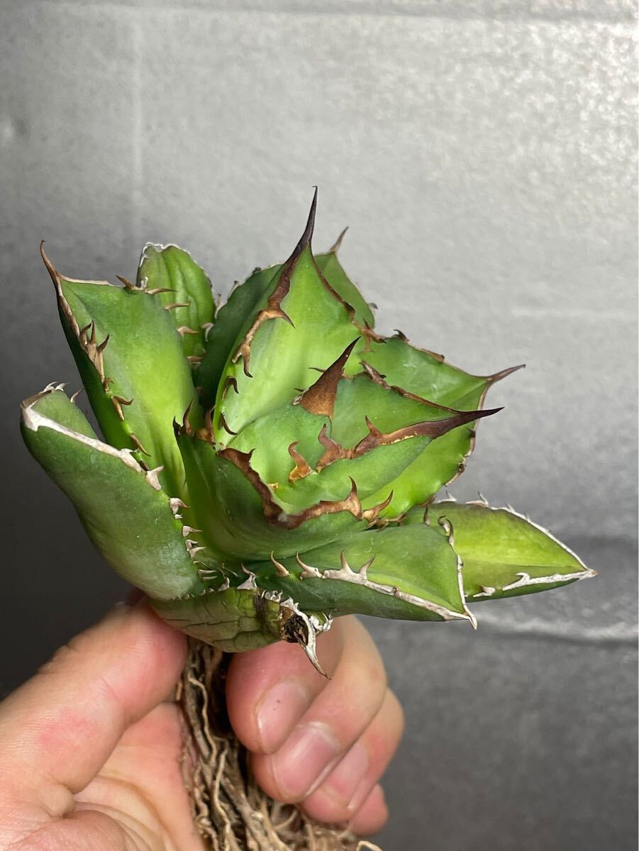 多肉植物 【特選】 アガベ agave titanota チタノタ『宝珠』 3の画像5