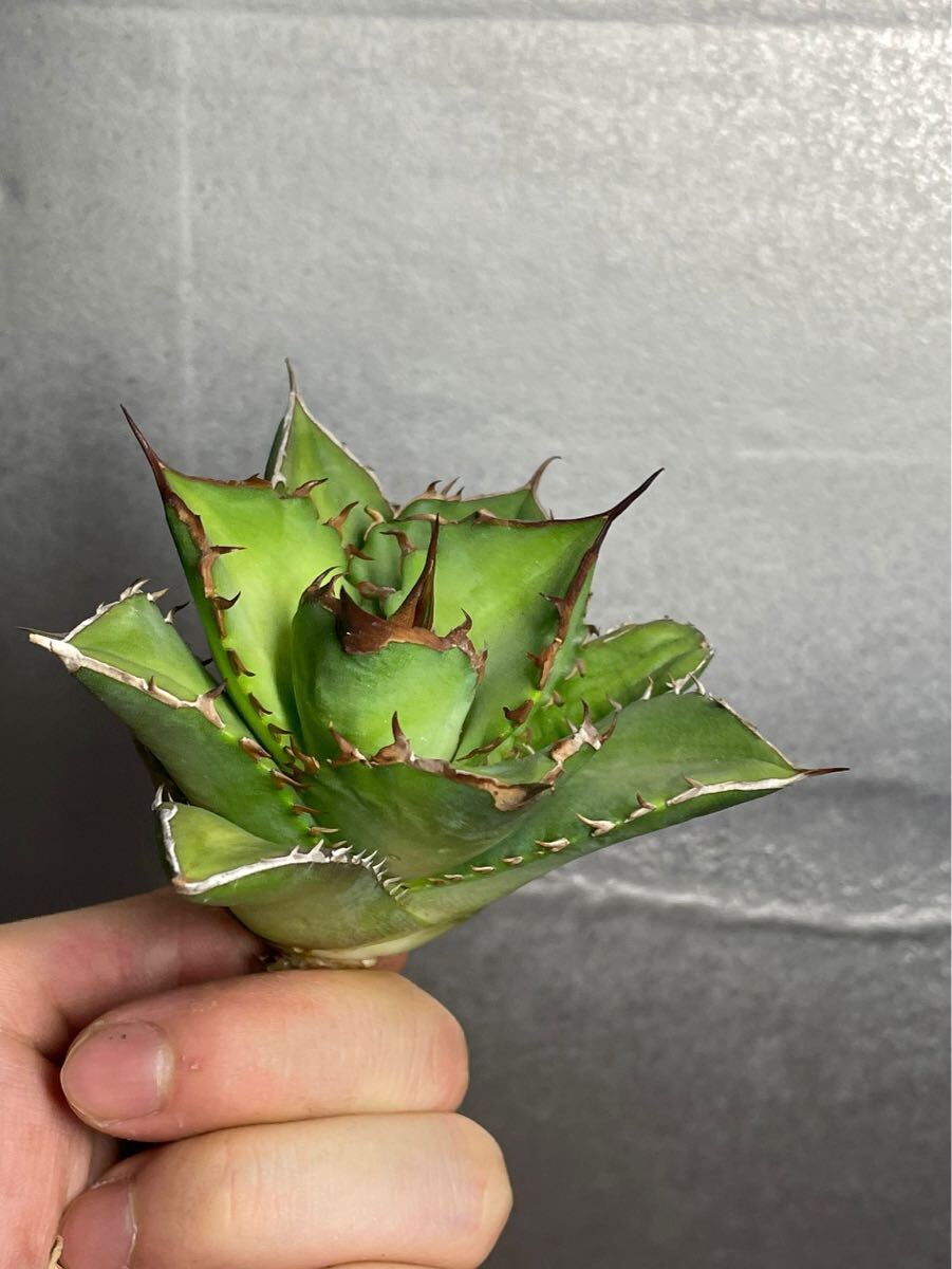 多肉植物 【特選】 アガベ agave titanota チタノタ『宝珠』 3の画像8