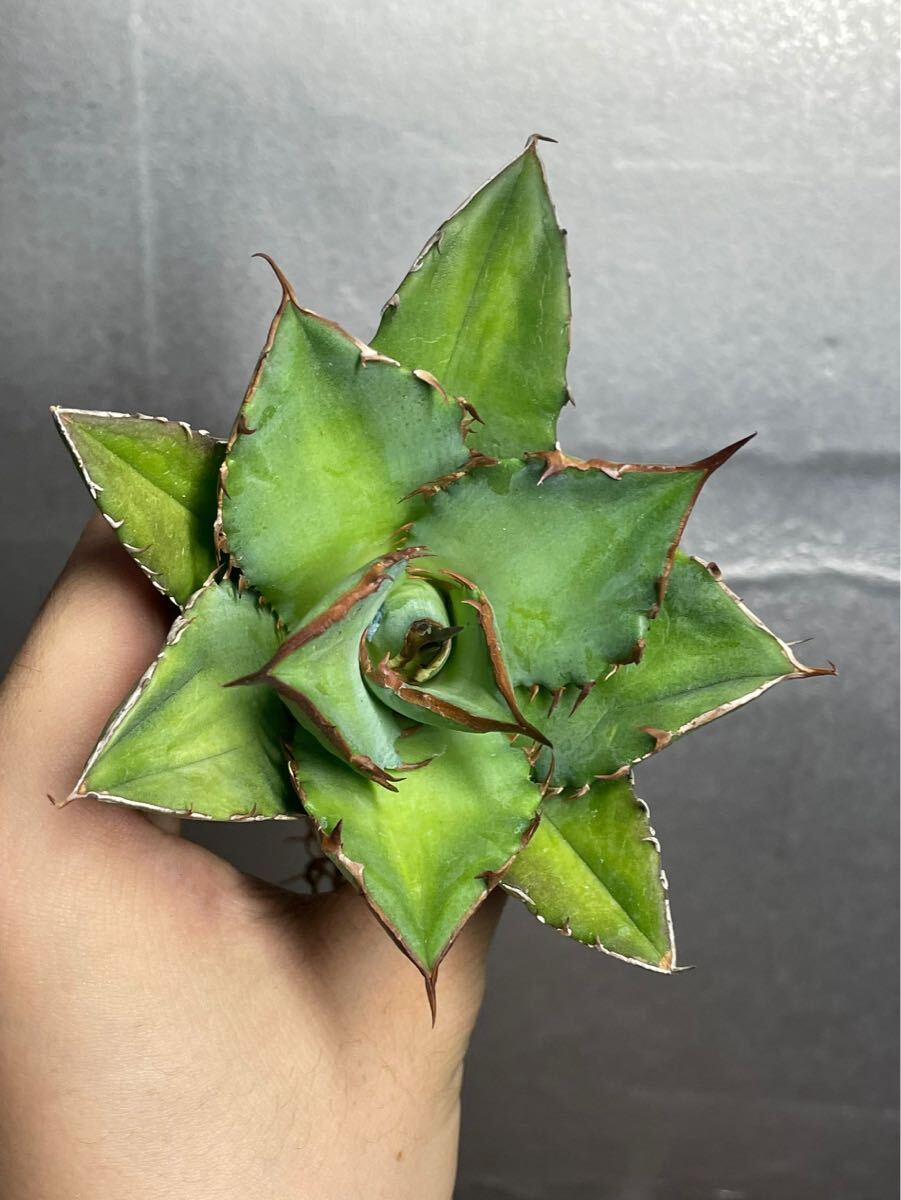 多肉植物　【特選】　アガベ　agave titanota チタノタ『宝珠』 4_画像6