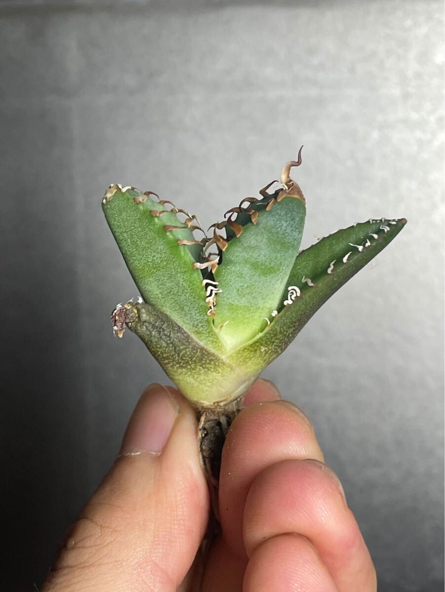 多肉植物　【特選】　アガベ　agave titanota チタノタ『魔丸』　2_画像3