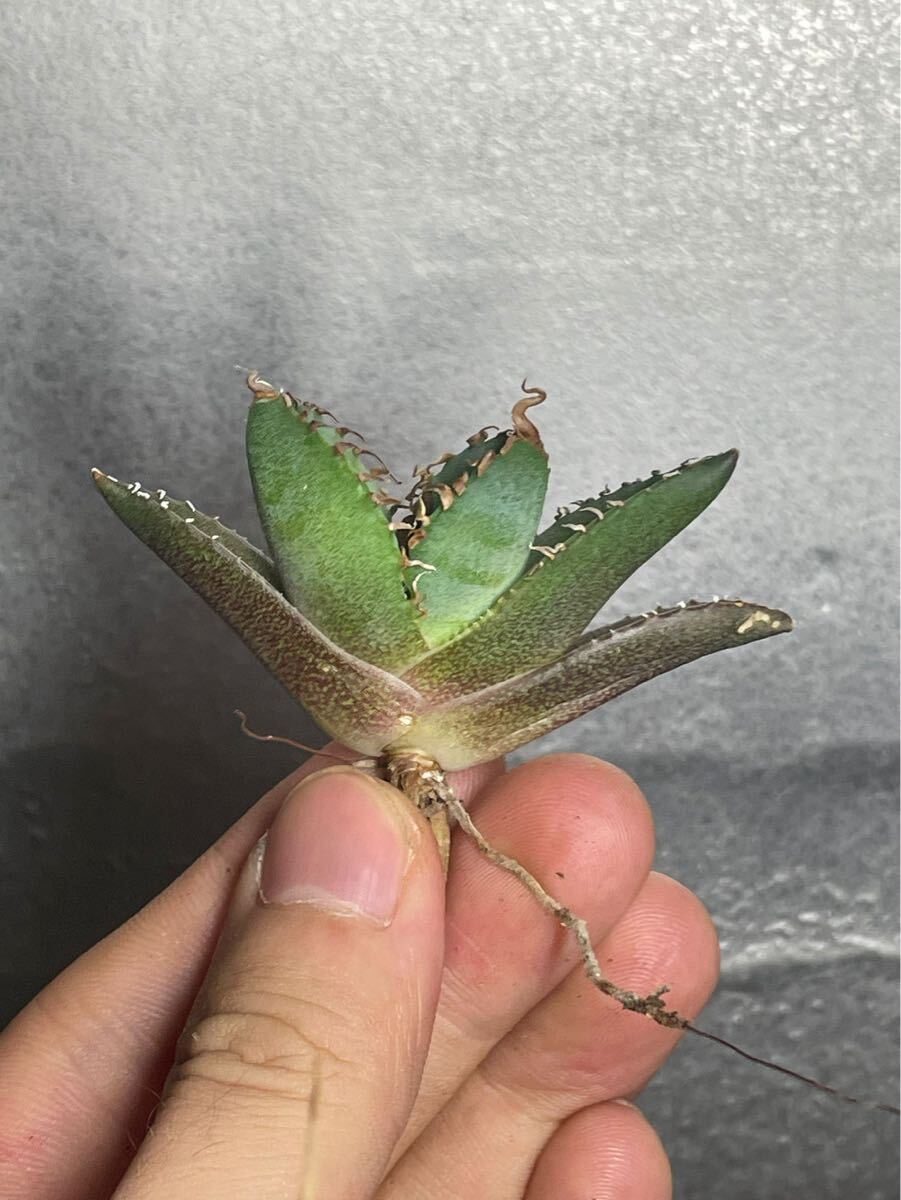 多肉植物 【特選】 アガベ agave titanota チタノタ『魔丸』 3の画像1