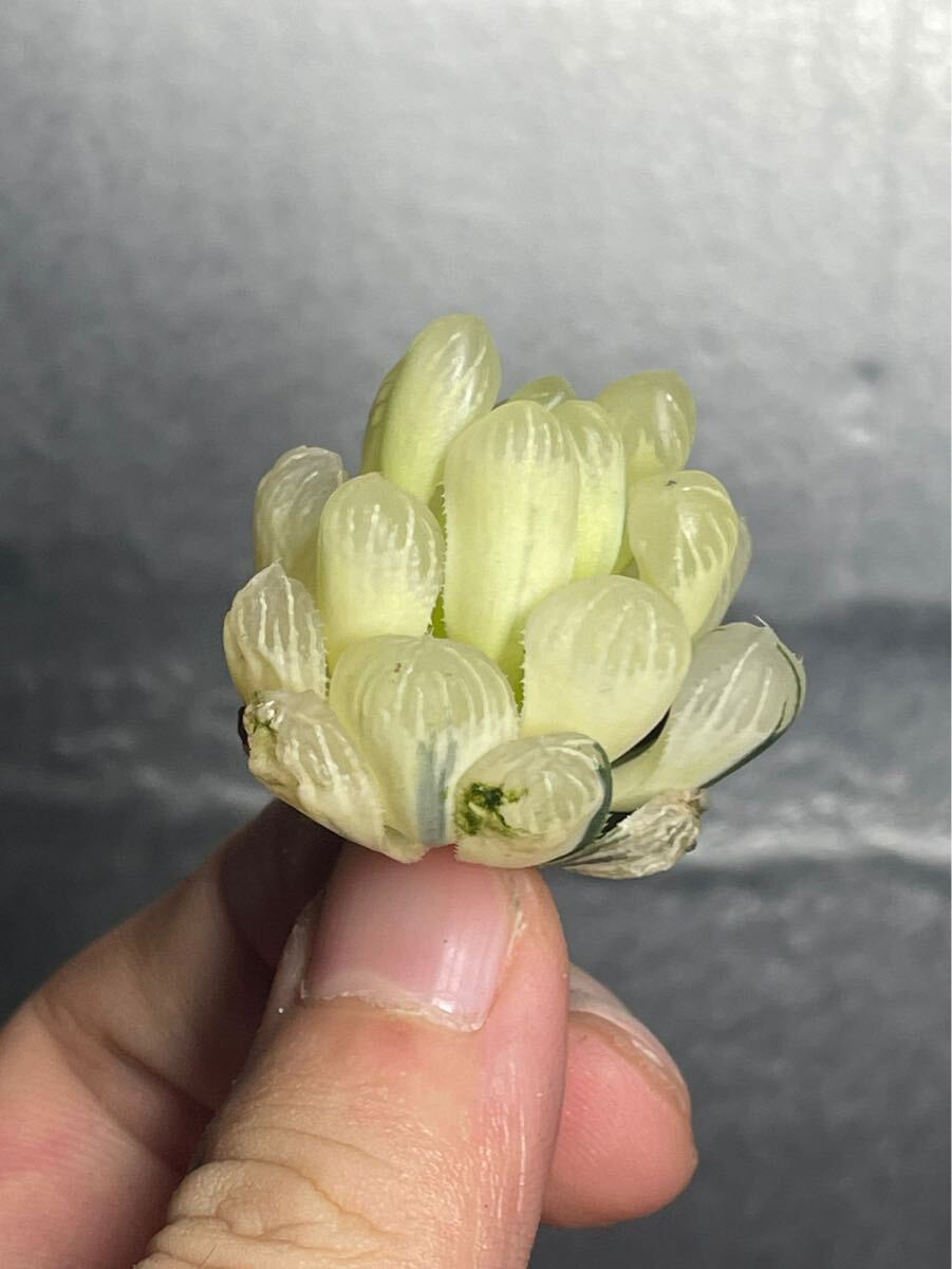 　多肉植物　ハオルチアブルーレンズオブツーサ錦糊斑極上株　サボテン　1_画像1