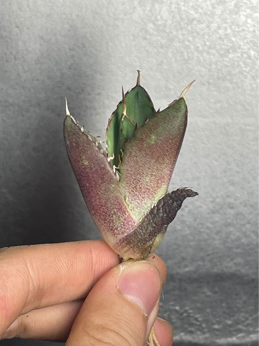 多肉植物　アガベ チタノタ　ハデス / Agave titanota Hades 極上刺 2_画像1