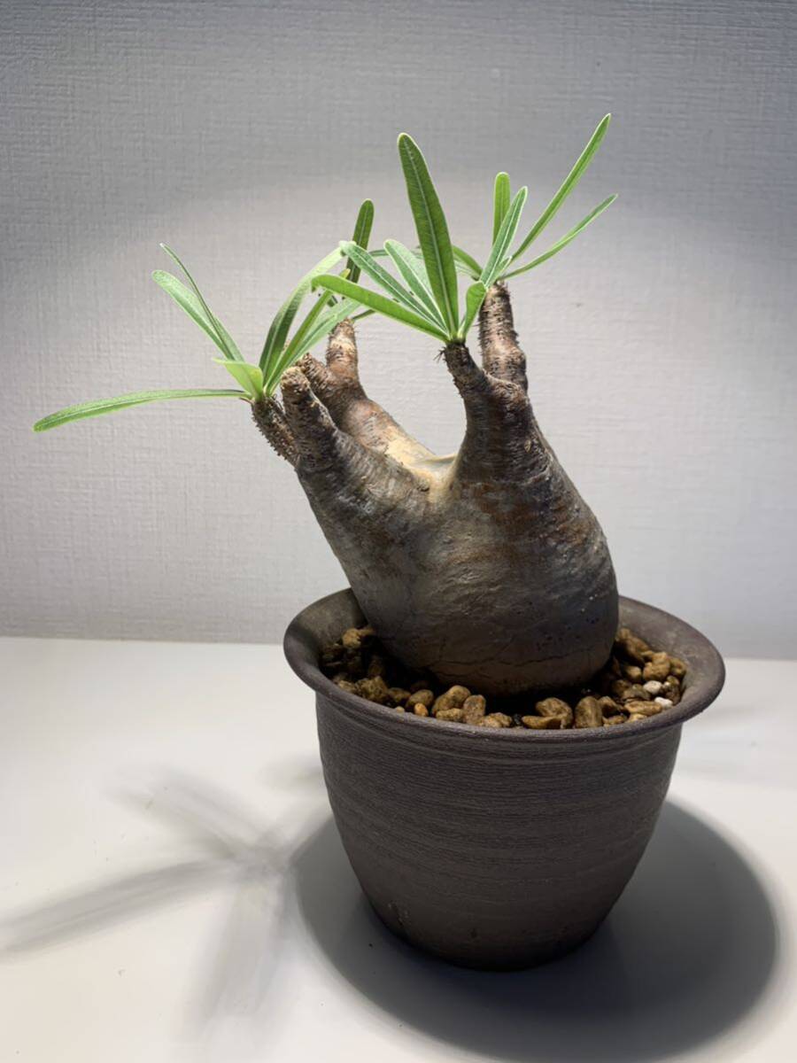 1 塊根植物-パキポディウム グラキリス コーデックス 多肉植物 現地株 ☆発根済の画像2