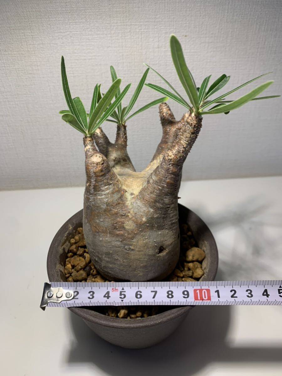 1 塊根植物-パキポディウム グラキリス コーデックス 多肉植物 現地株 ☆発根済の画像5