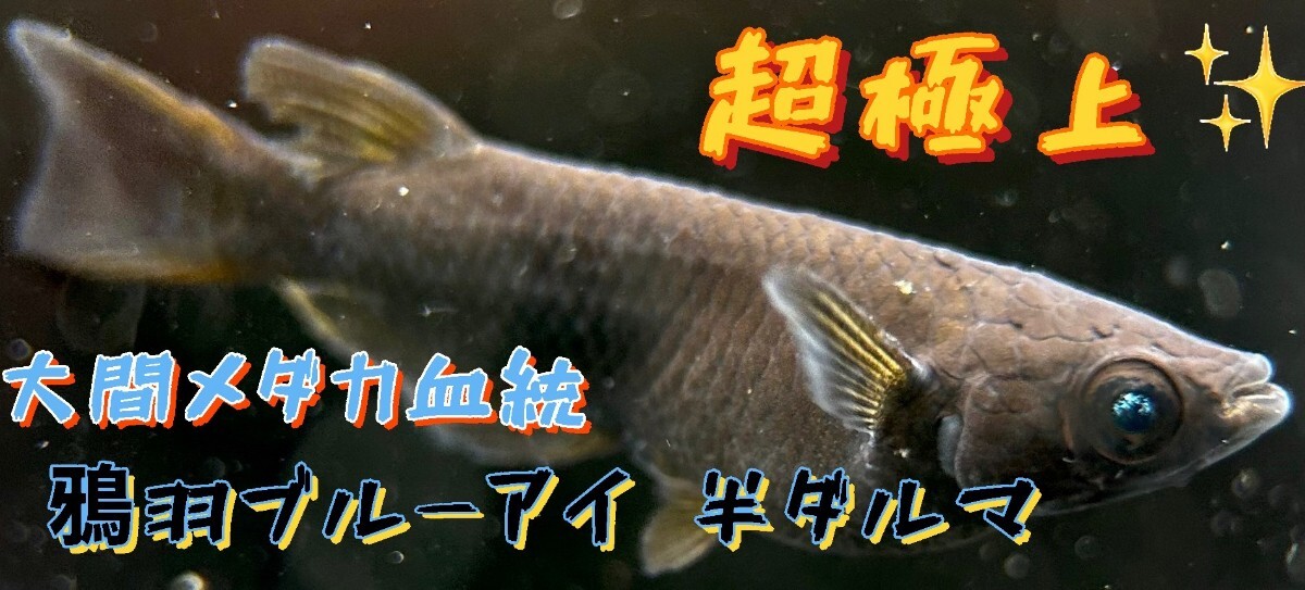 【めだか王国】大間メダカ血統 鴉羽ブルーアイ 半ダルマ 超極上 有精卵10＋a(補償分) (サンシャイン、ネプチューン、フロマージュ)の画像1