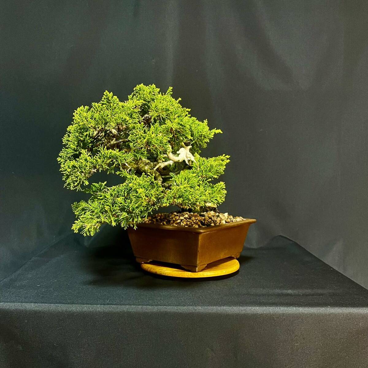 * genuine Kashiwa height of tree 19cm shohin bonsai peace pot . beautiful manner .. exist Gin . car li. * bonsai pine satsuki Rhododendron indicum maple maple Sakura plum pine Kashiwa . tree flower thing the truth thing moss pot 