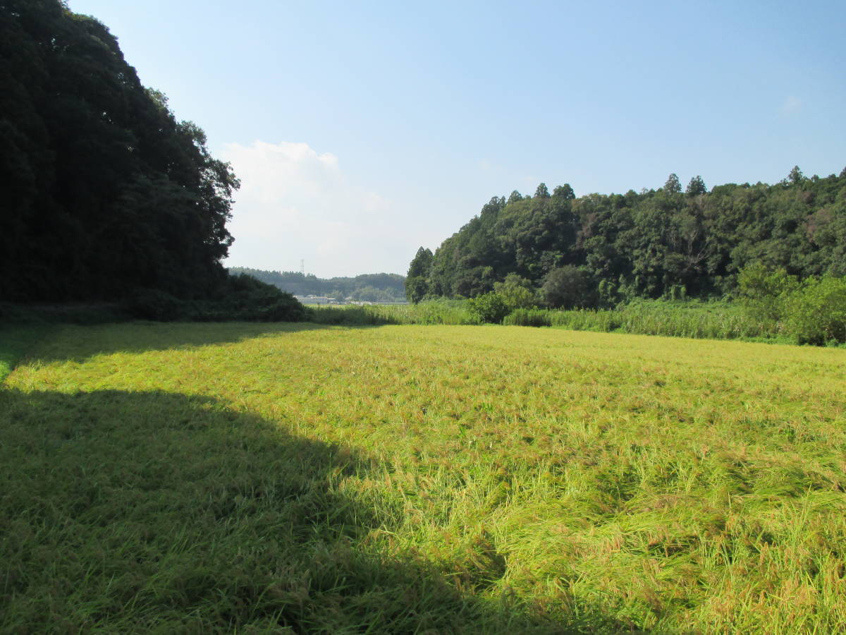 Это яцуда с рисовым полем.