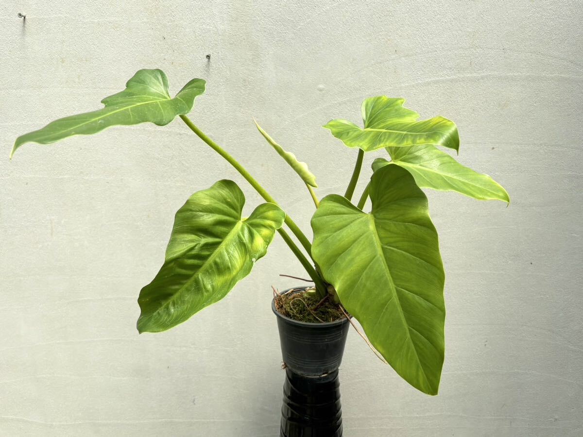 【vandaka】Philodendron speciosum フィロデンドロン スペシオーサム アロイド_画像6