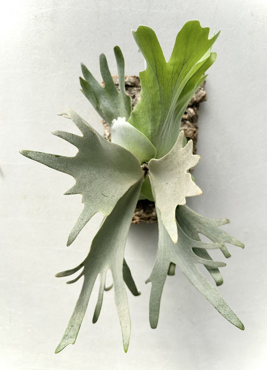 Yahoo!オークション - P. willinckii 'Blue Queen dwarf' spore Yahoo!オークション - P. willinckii 'Blue Queen dwarf' spore
