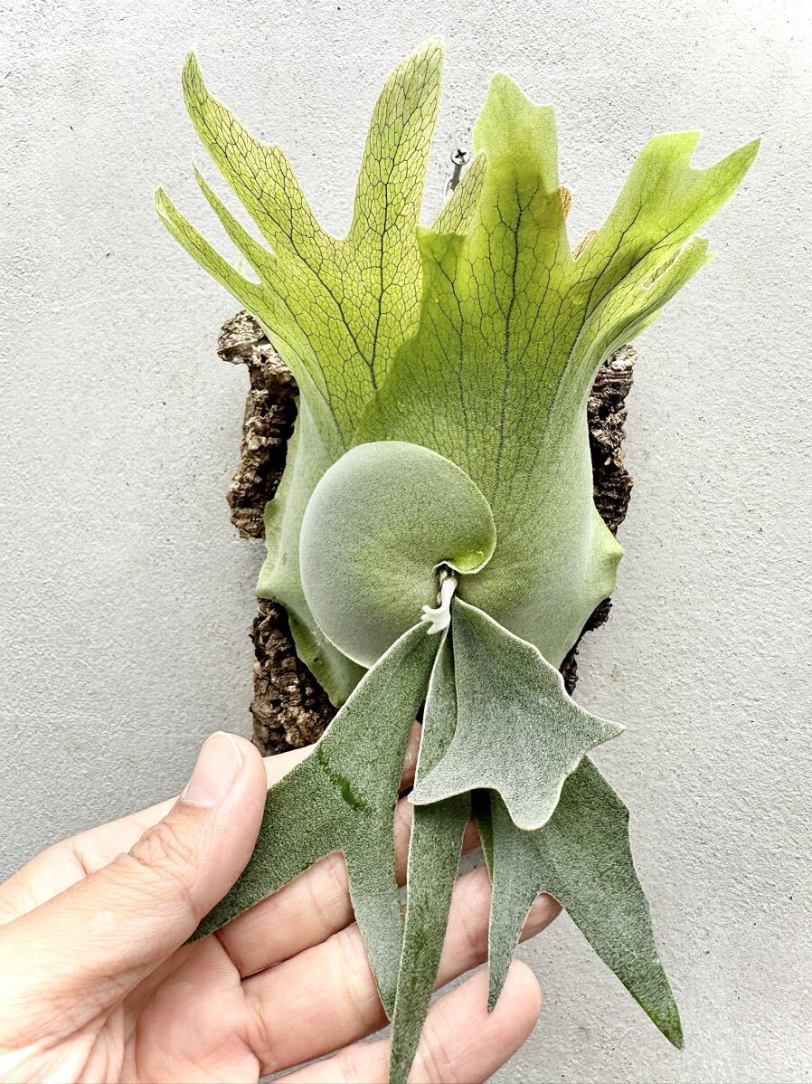 P.willinckii cloud series ウィリンキー ビカクシダ|観葉植物 P.willinckii cloud series ウィリンキー ビカクシダ|観葉植物