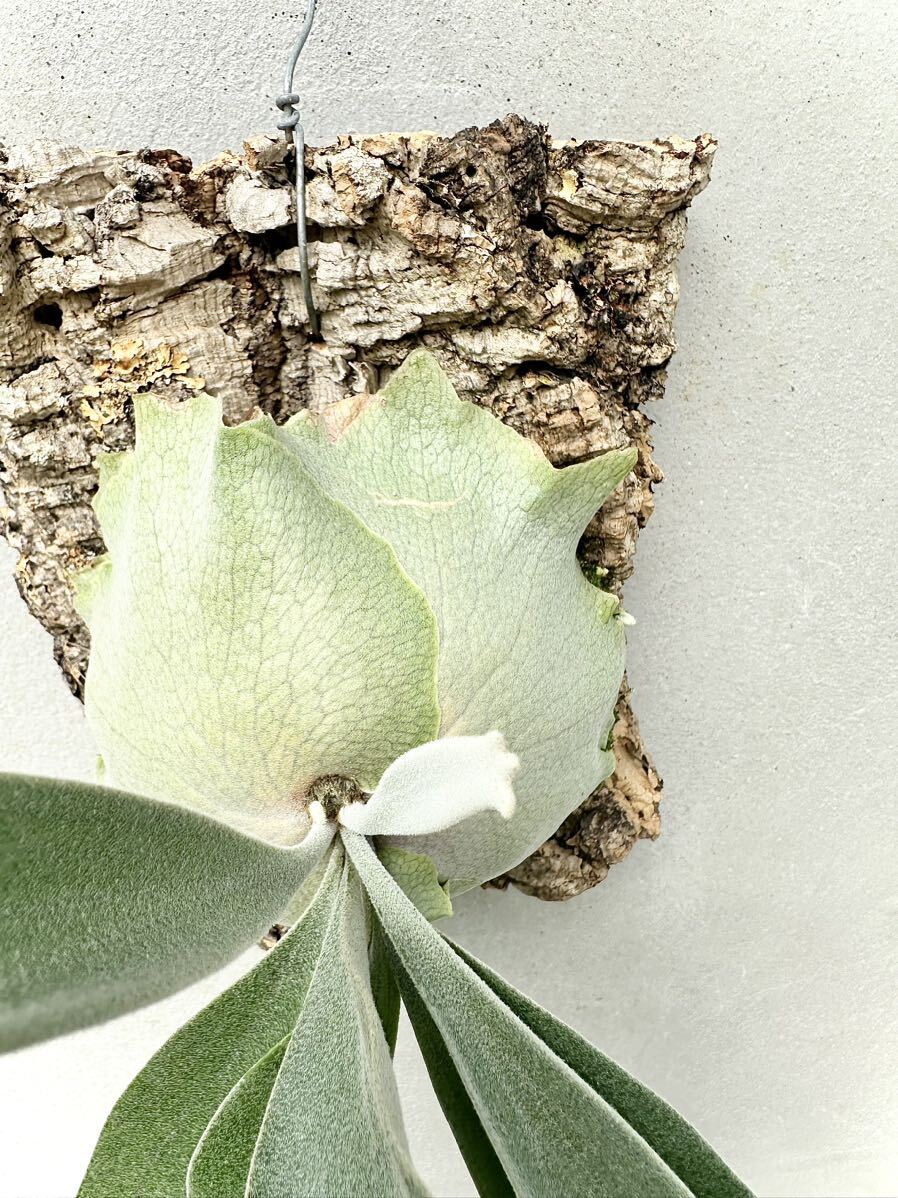 P. \'Lumina White\' staghorn fern [vandaka]