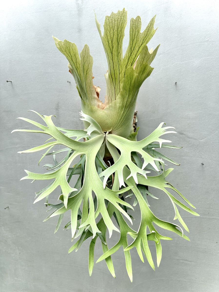 P. willinckii \'Anapat #1\'wi Lynn key [vandaka] staghorn fern 