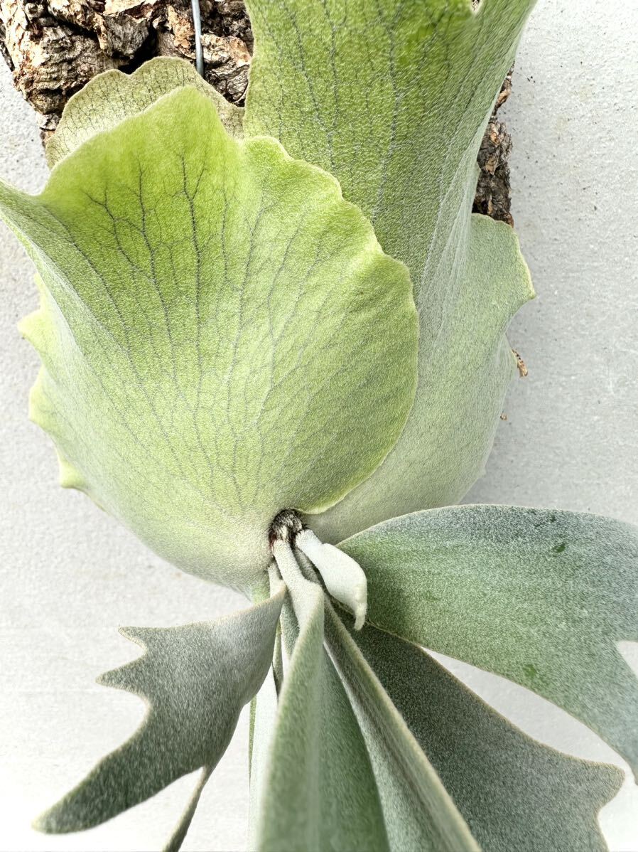 P. willinckii \'Anapat #1\'wi Lynn key [vandaka] staghorn fern 