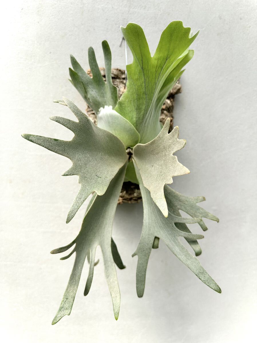 Yahoo!オークション - P. willinckii 'Blue Queen dwarf' spore Yahoo!オークション - P. willinckii 'Blue Queen dwarf' spore